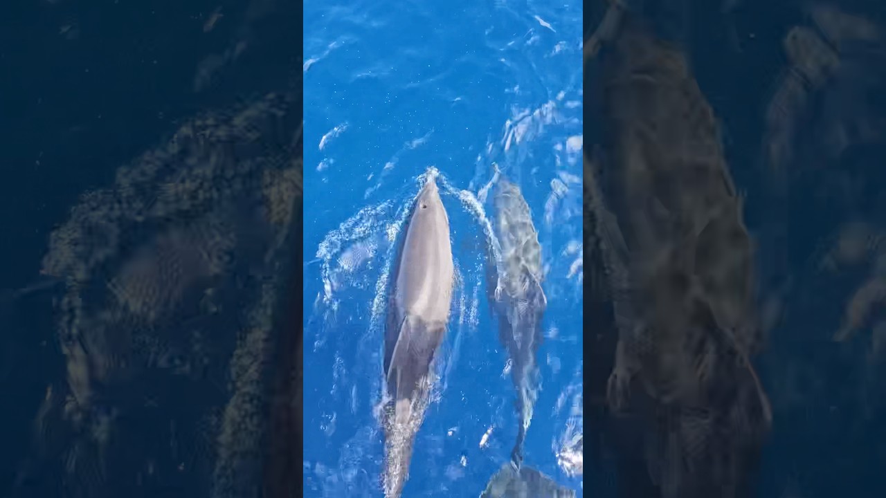 Wild Dolphins Up Close in Fuerteventura – Unbelievable Ocean Encounter 🐬🌊 #tour #dolphins