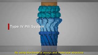 Vibrio cholerae Type IV pili "Bacterial Trojan Horse"