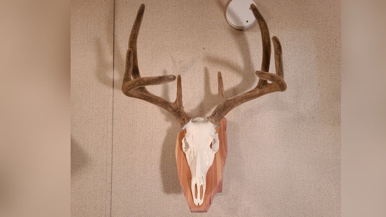 European Horn Mount With an Artificial Skull - YouTube European Horn Mount With An Artificial Skull - Youtube