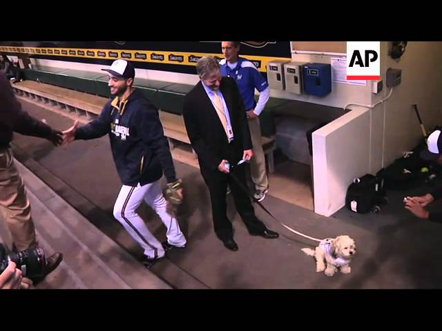 MLB Fans Rally Behind Milwaukee Brewers' Mascot Dog 