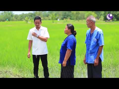 กรมพัฒนาที่ดิน - พัฒนาปรับปรุงพื้นที่ดินเค็ม เพื่อปลูกข้าว