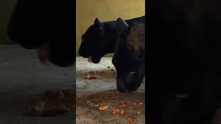 Black Leopard Brothers Fight Over Food | The Lion Whisperer