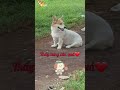 CÚN ĐÚNG KHẢ ÁI luôn nè, dễ thương quá trời quá đất #Tú Vân Happy Cooking #dog #pets #animals