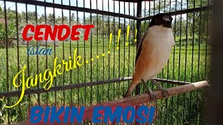 Cendet isian JANGKRIK...!!! Bikin emosi