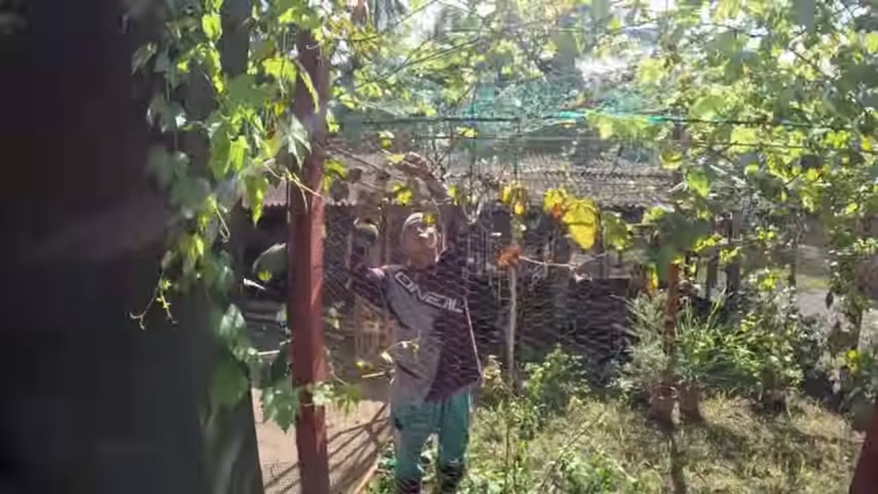 Установка новой сетки на виноградниках Chic's Vines, сборка нового кустореза...