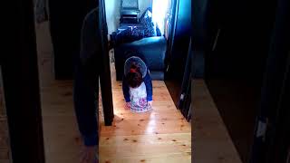 Cupba Cupba Semsin Ifasinda