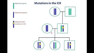 Causes, inheritance and molecular diagnosis of prader-willi angelman
syndromes