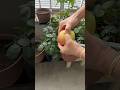 #shortvideo #fruit #youtube