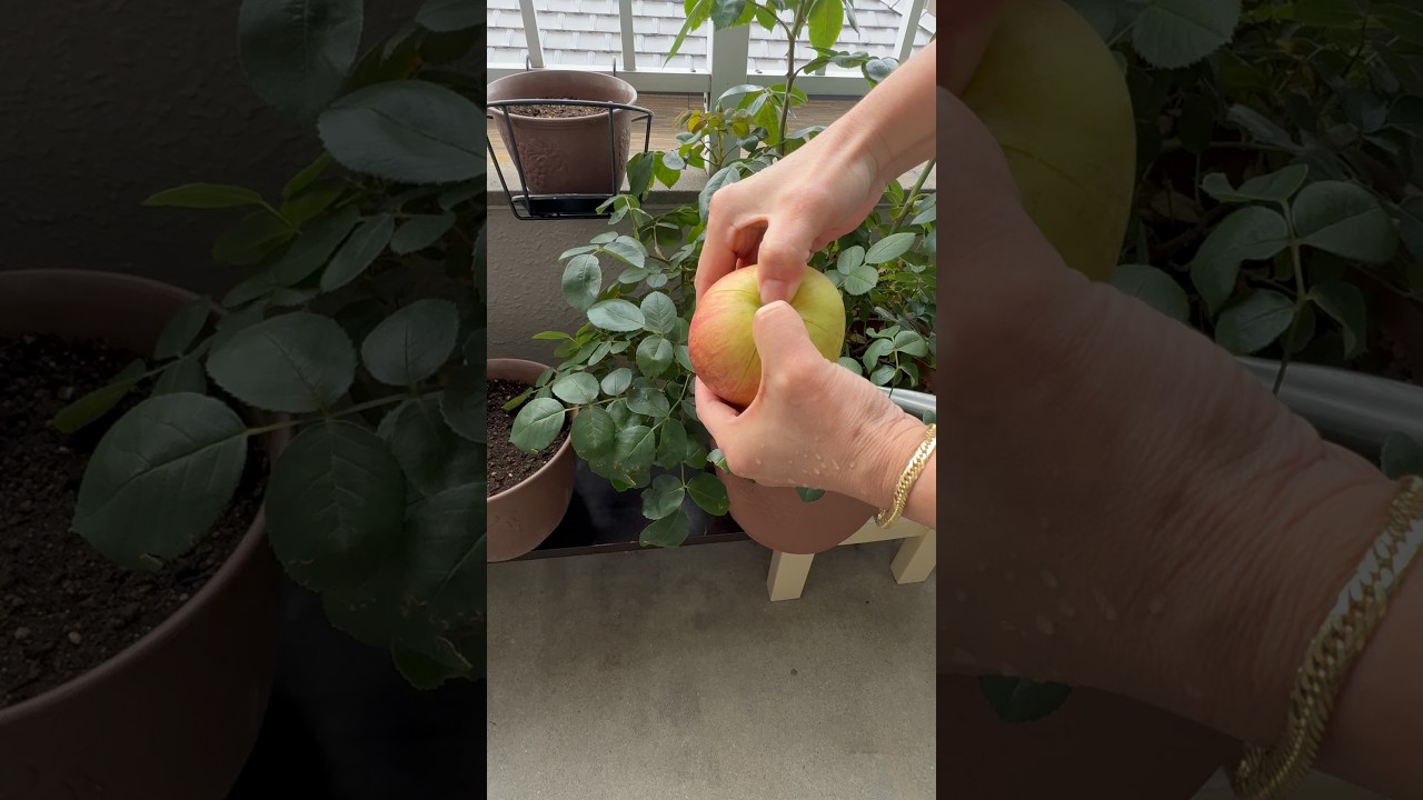 #shortvideo #fruit #youtube
