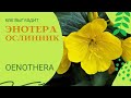 Энотера / Ослинник / Ночная свеча / Oenothera
