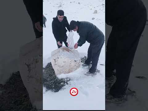 پۆلیسی دارستانی سلێمانی دانەوێڵە لەسەر شاخەکان بۆ ئاژەڵ و باڵندە ڕۆدەکات 