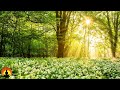 🔴 Study Music 24/7, Meditation Music, Concentration Music, Focus, Relaxing Music, Calm Music, Study