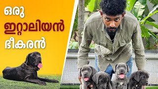 ഡോഗുകളിലെ കൊമ്പന്മാരിൽ ഒരു ഇറ്റാലിയൻ കൊലകൊമ്പൻ | The Neapolitan Mastiff | #neapolitanmastiff #dog