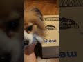 2020&2017.Nana used to like to put it in a box！ななちゃんは昔は箱に入るのが好きだった！Our dogs.我が家の犬達