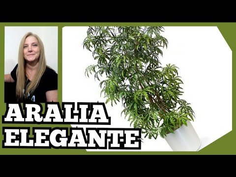 Video: Veronica Es Una Hermosa Planta Ornamental: Variedades Y Cultivo