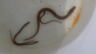 The American eel in the Mystic River Watershed, MA