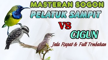 Masteran sogon pelatuk sampit vs cigun  #sogon #sogongacor #sogokontong #sogokontonggacor