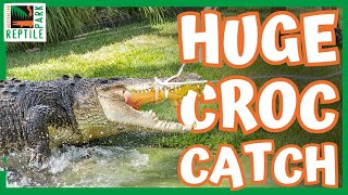 Buaya Raksasa Mendapatkan Operasi Penyelamatan Nyawa | Taman Reptil Australia