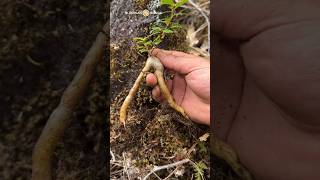 Hidden treasure of bonsai material #bonsai #bonsaiart #bonsaitree