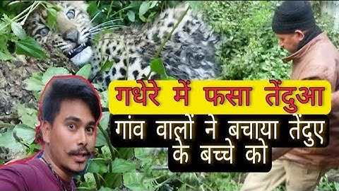 Leopard Rescue opration, गधेरे में फसा तेंदुआ, हजारो की तादाद में लोगों ने की भिड|Vlog68|SyaldeLive🔥