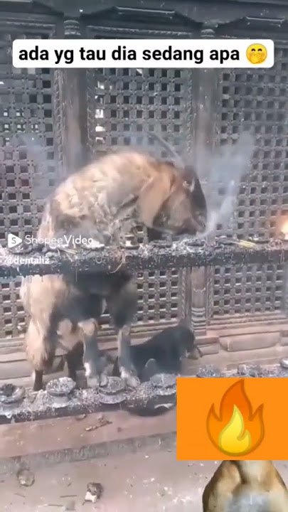 Makan Api 🔥🔥#viral #makanapi#kambing