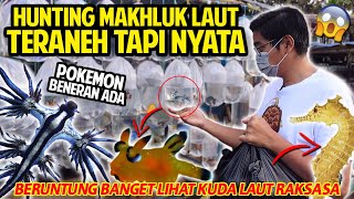 HUNTING MAKHLUK LAUT TERANEH TAPI NYATA! CANTIK BANGET BENTUKNYA KAYA POKEMON! SEA SLUG NUDIBRANCH!