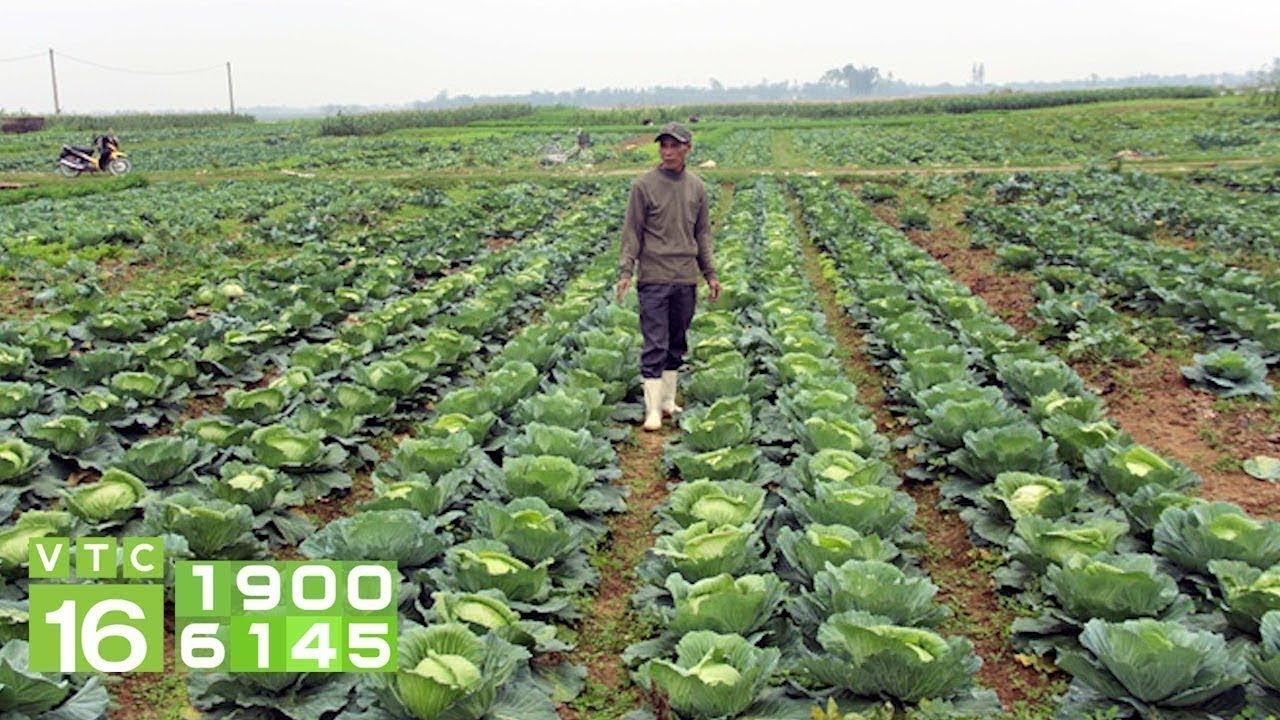 Người trồng bán rau rẻ thối, người ăn mua giá cắt cổ | VTC16 - YouTube