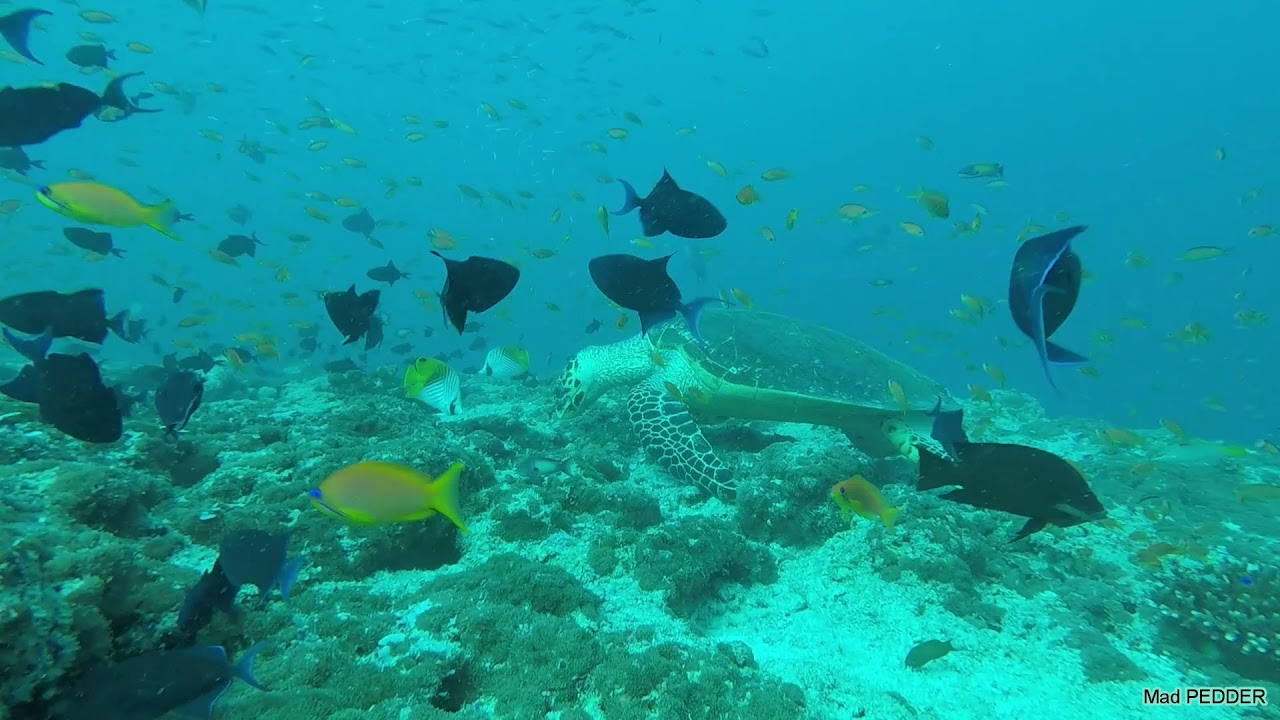 Malediven, Fishhead, Safari Island, Joydive