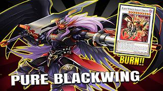 Deck BLACKWING PURO post BLAZING DOMINION! #edopro #blackwingyugioh #ygo