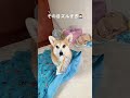 この目で毎回心臓撃ち抜かれる🙂 #コーギー #くきたん