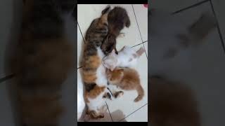 CUTE KITTENS  : 'Our Mother Cat's Milk Is The Best.'  #cat #kitty #kitten #kucing #catlover