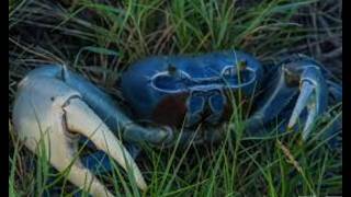 Man in the Wild Crabbing Part 2 Re-Uploade