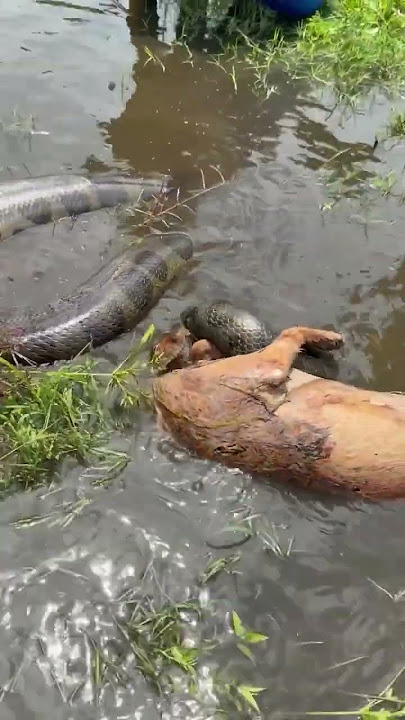 when anaconda senses danger
