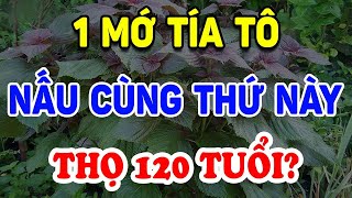 VỀ GIÀ Cứ Uống TÍA TÔ Nấu Cùng THỨ NÀY Hồi Sinh Gan Thận, Thọ 120 Tuổi? | Triết Lý Tinh Hoa