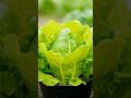 🥬 “Segredo para Germinar Alface em Poucos Dias”