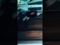 مولد اخر شقاوه 