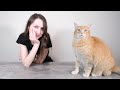 Answering Your Top 10 Questions About Us (All About All About Cats!)