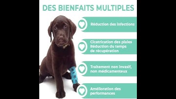 Thumbnail of Appareil de luminothérapie photothérapie à lumière rouge pour chats et chiens