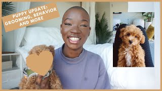 PUPPIES ARE SO EXPENSIVE | A DAY IN THE LIFE OF KOVU THE HAVAPOO | PUPPY UPDATE VLOG