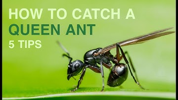 How to Catch a Queen Ant in 5 Easy Steps
