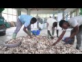 Transforming cassava peels into animal feed