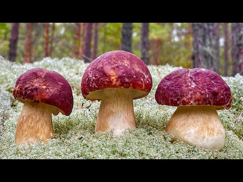 Сказочная Карелия РУЛИТ! Сибирь В ОБМОРОКЕ! Грибники В ШОКЕ и ОШАРАШЕНЫ! ! Белые Грибы БОРОВИКИ