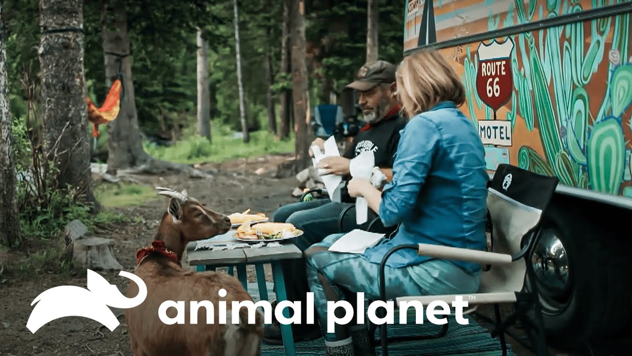 Los beneficios de vivir en un remolque | Un vínculo especial | Animal Planet Latinoamérica