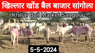 खिल्लार खोंड बैल बाजार सांगोला / Khillar Bull market Sangola / चालू बाजारभाव 2024