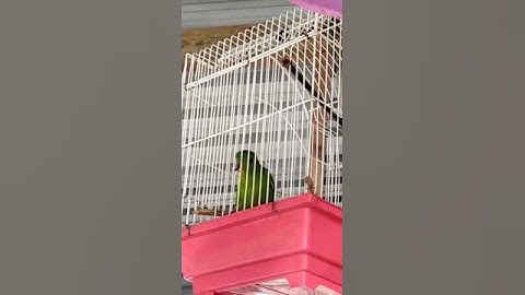 Burung serindit gading