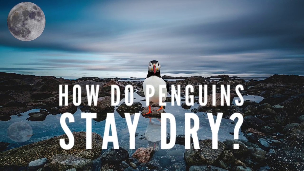 How do penguins stay dry? 