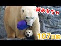 たまご型ボールに大興奮！＆ユキが怒るとき【107日齢】Polar Bear Baby Growth Record(Day 107)