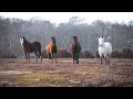 New Forest Ponies | Short Film