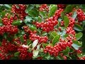 Buisson ardent pyracantha un arbuste de haie impntrable et spectaculaire