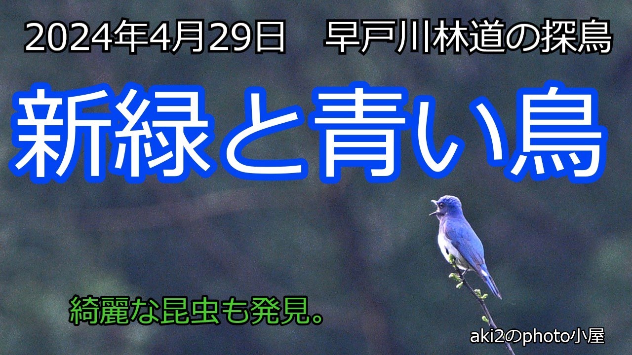 関東の探鳥 早戸川林道 2024年4月29日 オオルリの囀り - YouTube